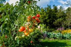 NSA: Zakup ogródka działkowego to nie zaspokojenie celów mieszkalnych