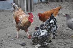 Kurnik na osiedlu może powstać, gdy miejscowy plan przewiduje zabudowę siedliskową