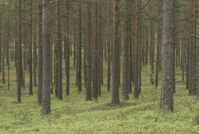 Obrót lasami sformalizowany, ale przeszkód w sprzedaży nie ma