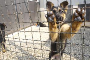 WSA: nie można zlecić schronisku w Czechach opieki nad bezdomnymi zwierzętami