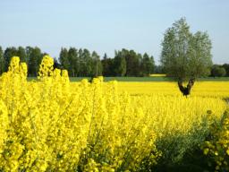 Minister środowiska i Greenpeace o zakazie upraw GMO w Polsce