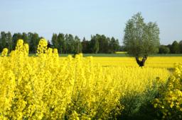 Minister środowiska i Greenpeace o zakazie upraw GMO w Polsce