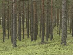 Kolejny ryś z Estonii trafił do mazurskich lasów