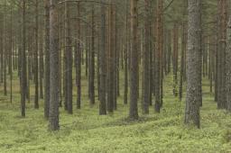 Kolejny ryś z Estonii trafił do mazurskich lasów