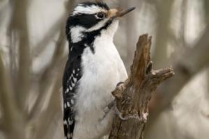Ornitolodzy proszą warszawiaków o informacje nt. miejsc lęgowych ptaków