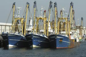 Zakaz połowów śledzia na Morzu Bałtyckim