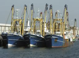 Zakaz połowów śledzia na Morzu Bałtyckim