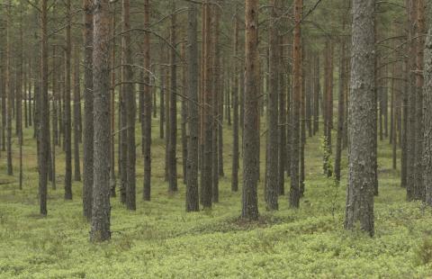 Saperzy rozminowali prawie osiem hektarów lasów na Mazurach
