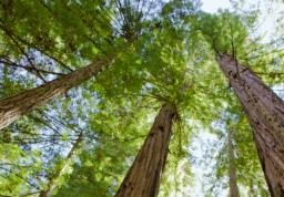 Nowelizacja ustawy o lasach: minister środowiska spotkał się ze związkowcami