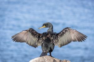 Liczenie ptaków i spacery ornitologiczne podczas Europejskich Dni Ptaków