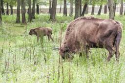 Białowieski PN wydzierżawi ponad 100 ha łąk na potrzeby żubrów
