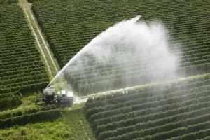 Greenpeace: W Polsce masowo wzrasta zużycie pestycydów