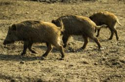 Jest porozumienie hodowcy bizonów z Kurozwęk i resortu środowiska