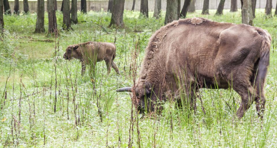 Jest porozumienie hodowcy bizonów z Kurozwęk i resortu środowiska