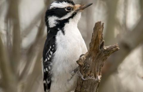 40 nowych gatunków ptaków zagrożonych wyginięciem