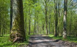 Śląskie: zabytkowy park w Świerklańcu wypięknieje dzięki pielęgnacji zieleni