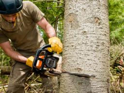Usunięcie drzewa zagrażającego bezpieczeństwu również wymaga zezwolenia