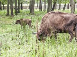 Białowieski PN nie wydzierżawi od rolników łąk dla żubrów