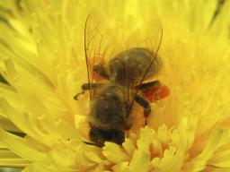 Naukowcy: kondycja pszczół w leśnych barciach jest zadowalająca
