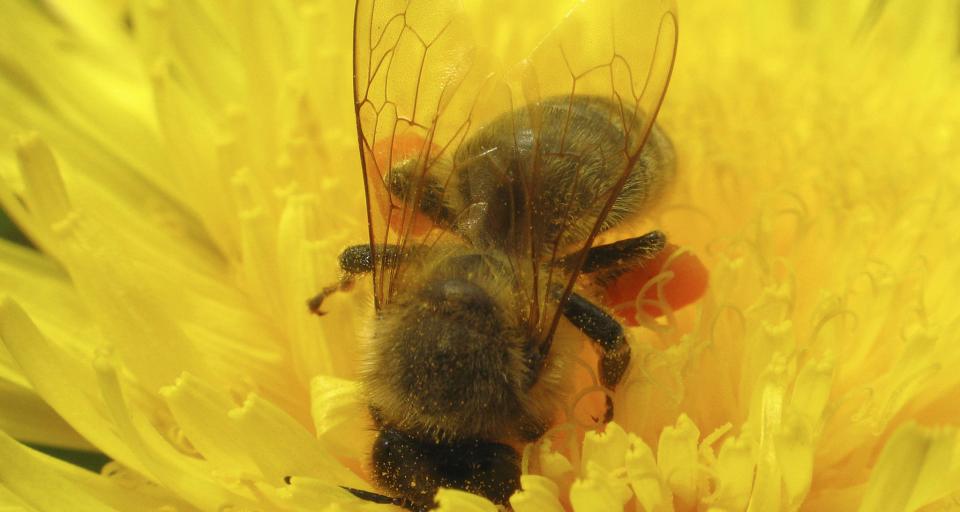 Pszczelarze: z każdą sekundą ubywa 105 pszczół
