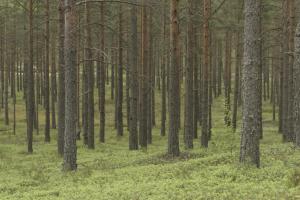 Inwentaryzacja stanu lasów powinna uwzględniać warunki fizjograficzne i walory przyrodnicze