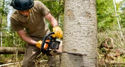 Prokuratura wszczęła śledztwo ws. wycinki drzew w Łebie