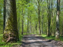 Warszawski ratusz posadzi blisko 5 tys. drzew