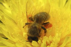 Podkarpackie: zimą wyginęło blisko 30 proc. pszczół