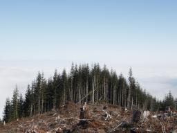 Leśnicy sprawdzą barcie i kłody bartne w Puszczy Augustowskiej