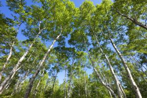 MŚ: lesistość systematycznie się zwiększa