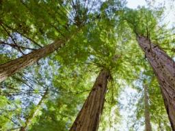 Od 17 czerwca nowe zasady wycinki drzew