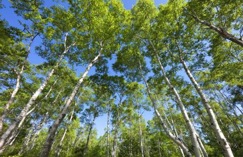 Państwo zapewnia środki na ochronę lasu także przed poniesieniem wydatków