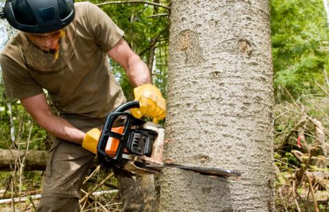 Ekspert: nowelizacja przepisów o wycince drzew z błędami