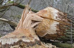Rzeczniczka PiS: Puszcza Białowieska jest niszczona przez korniki