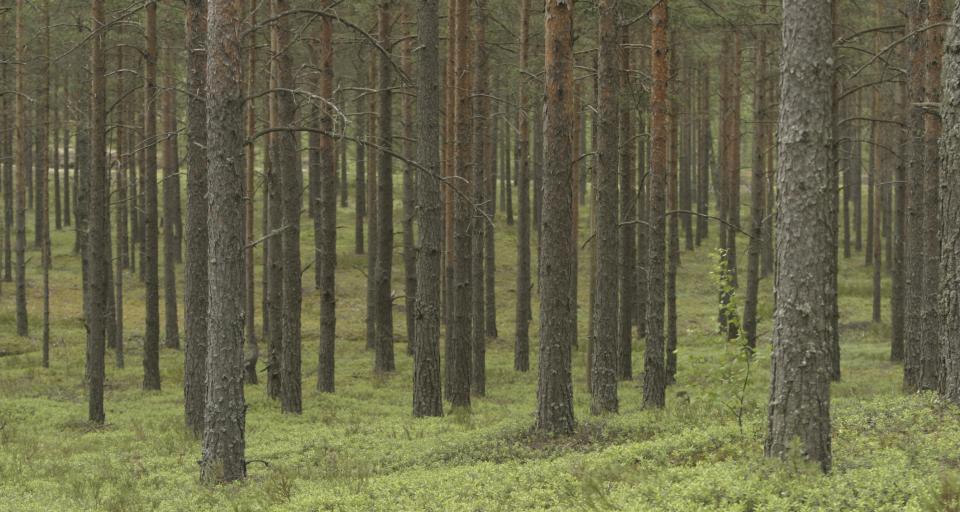 Śląskie: odbudowa lasów po trąbie powietrznej ma kosztować co najmniej 40 mln zł