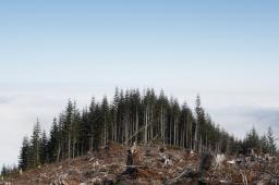 CBOS: wzrost negatywnych ocen Lasów Państwowych