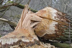 Halny powalił w Beskidach drzewa o kubaturze ponad 70 tys. m sześc.