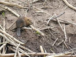 Warmińsko-mazurskie: ponad 5 mln zł za szkody wyrządzone przez bobry