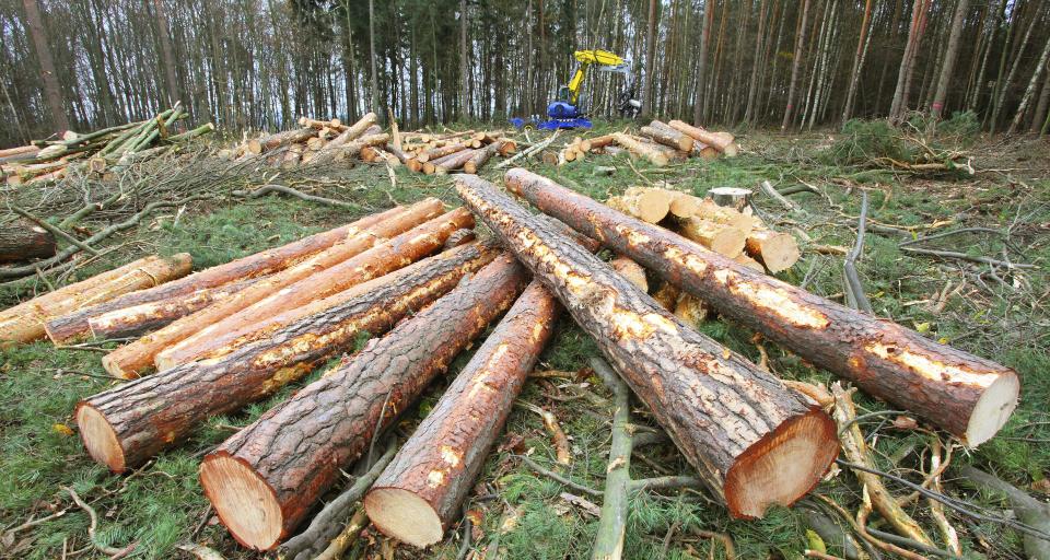 Naukowcy i NGO apelują do eurodeputowanych, by powstrzymali spalanie drzew