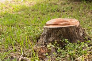 Wycinka drzew z nieruchomości objętych ochroną konserwatora zabytków - nowe przepisy