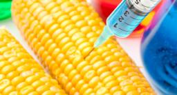 Sejm: projekt noweli ustawy o GMO wróci do prac w komisjach