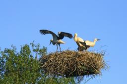 Ornitolodzy przenoszą przed wiosną bocianie gniazda