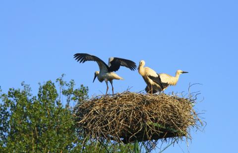 Ornitolodzy przenoszą przed wiosną bocianie gniazda