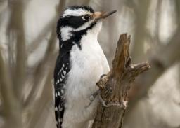 Ornitolog: wieszając budki lęgowe pomagamy ptakom