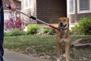 Senat: psy myśliwskie nie będą szkolone przy pomocy żywych zwierząt
