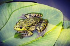 Ruszyła akcja ochrony płazów w Podlaskiem