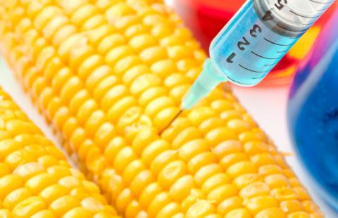 Powstanie rejestr upraw GMO