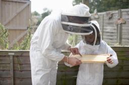 Pomorskie: rolnik wytruł tysiące pszczół
