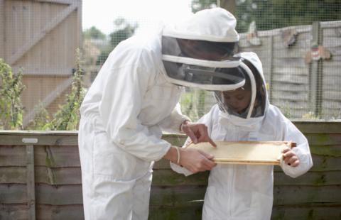 Pomorskie: rolnik wytruł tysiące pszczół