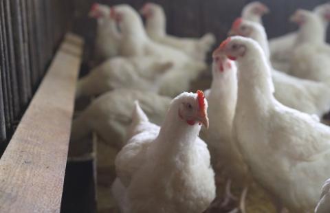 Czy można odliczyć VAT z faktury VAT RR, jeśli zapłata następuje na rzecz innego podmiotu, na mocy cesji wierzytelności?